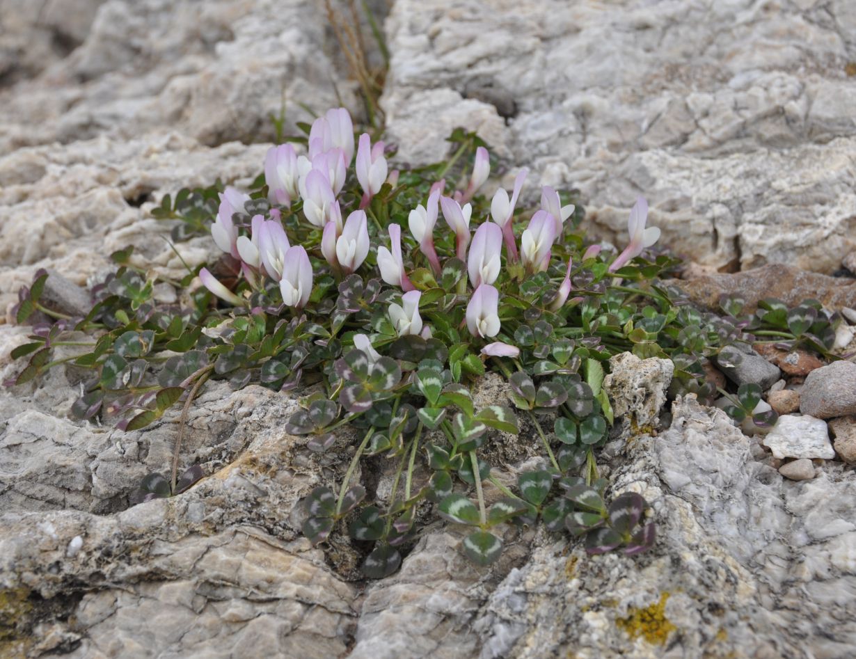 Изображение особи Trifolium uniflorum.