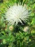 Carduus acanthoides
