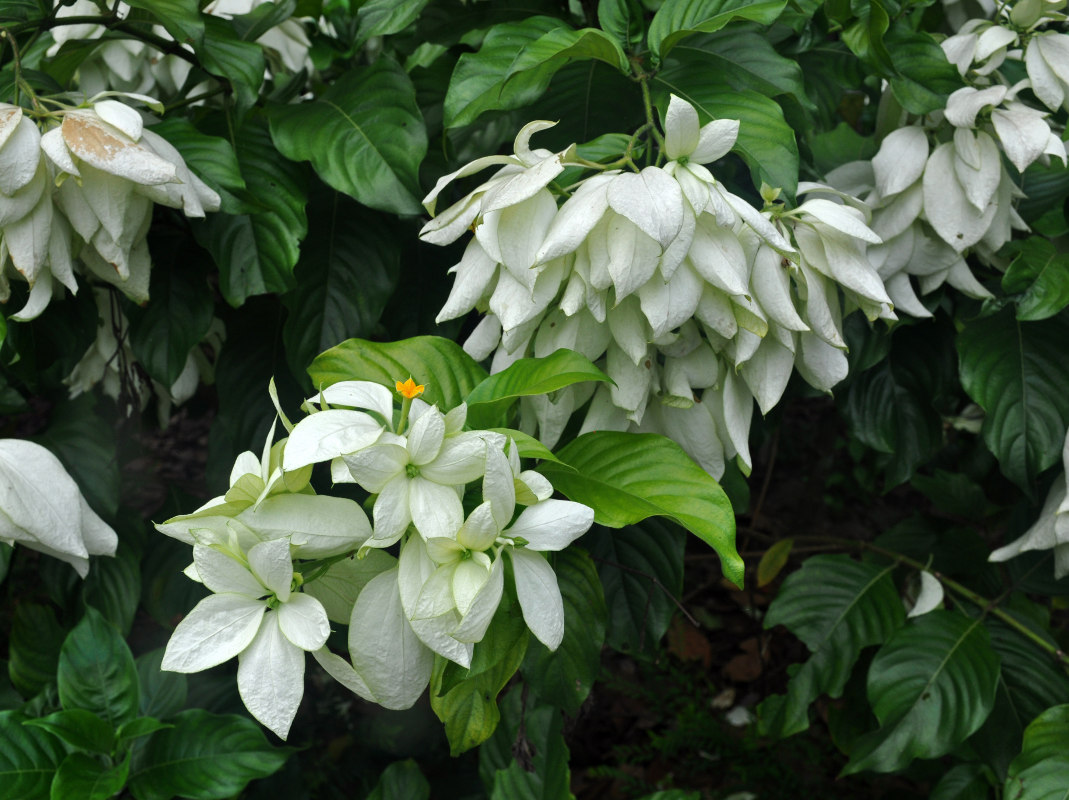 Image of Mussaenda frondosa specimen.
