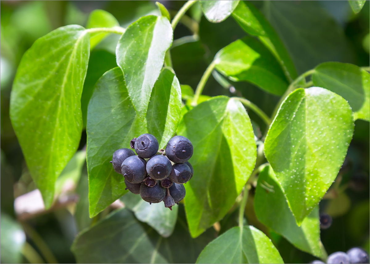 Изображение особи род Hedera.