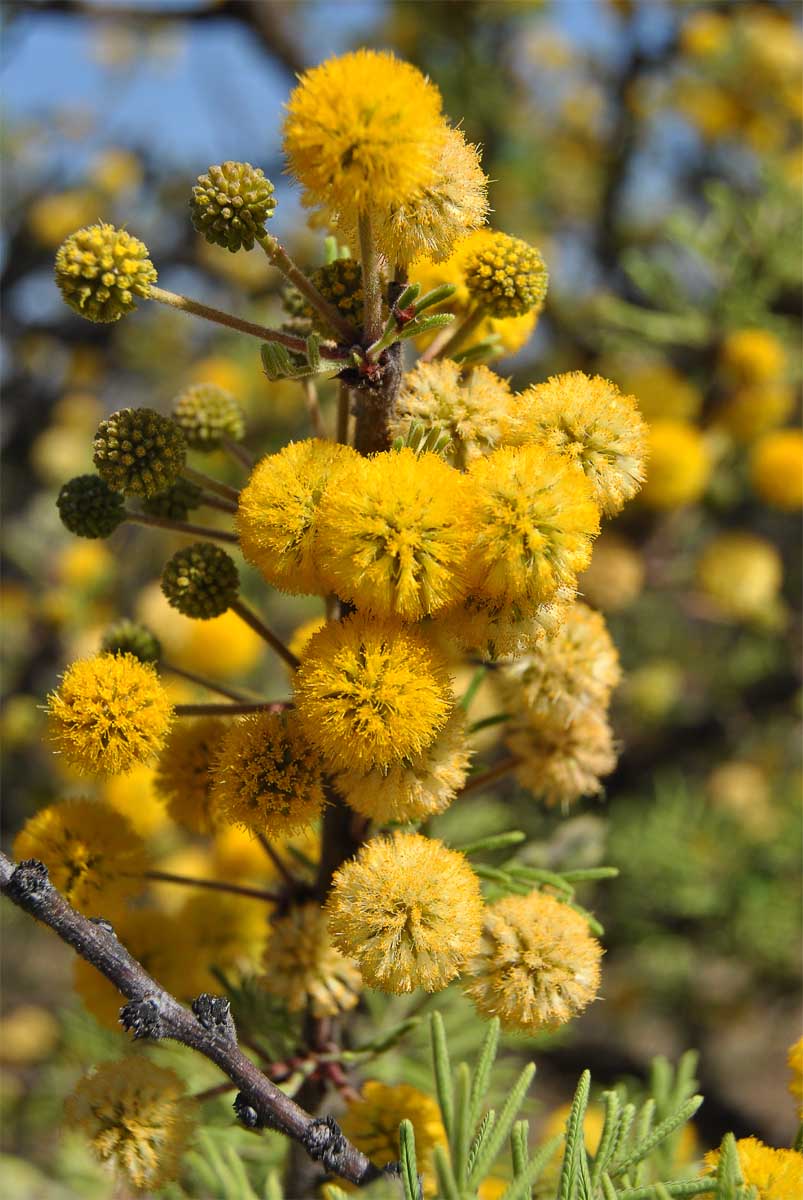 Изображение особи Vachellia farnesiana.