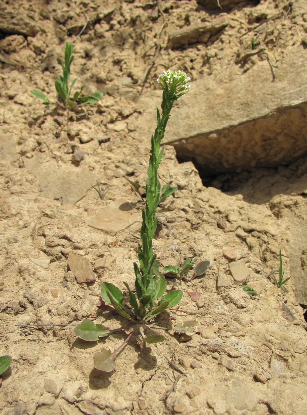 Image of Lepidium campestre specimen.