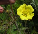 Potentilla recta