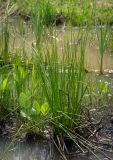 genus Juncus