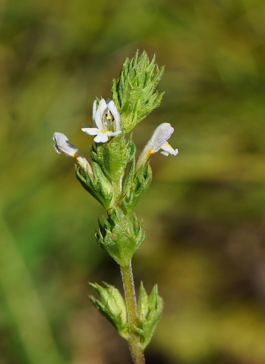 Изображение особи род Euphrasia.