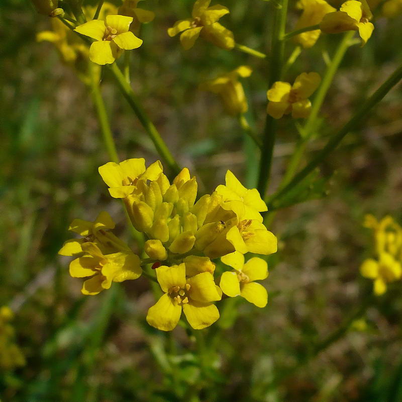 Image of Barbarea arcuata specimen.