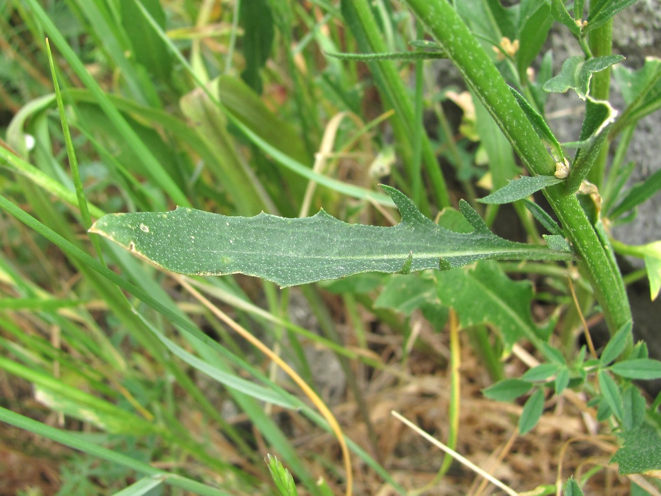 Image of Erysimum collinum specimen.