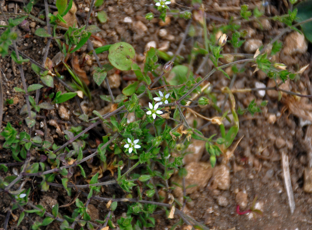 Изображение особи Arenaria serpyllifolia.