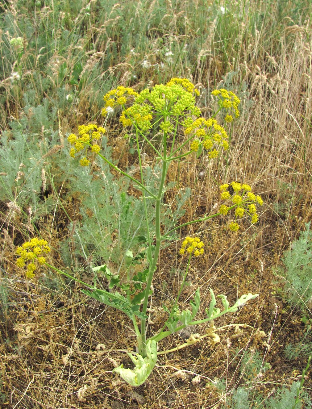 Изображение особи Pastinaca clausii.