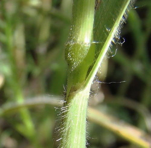 Image of Bromus arvensis specimen.