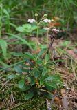 Chimaphila umbellata