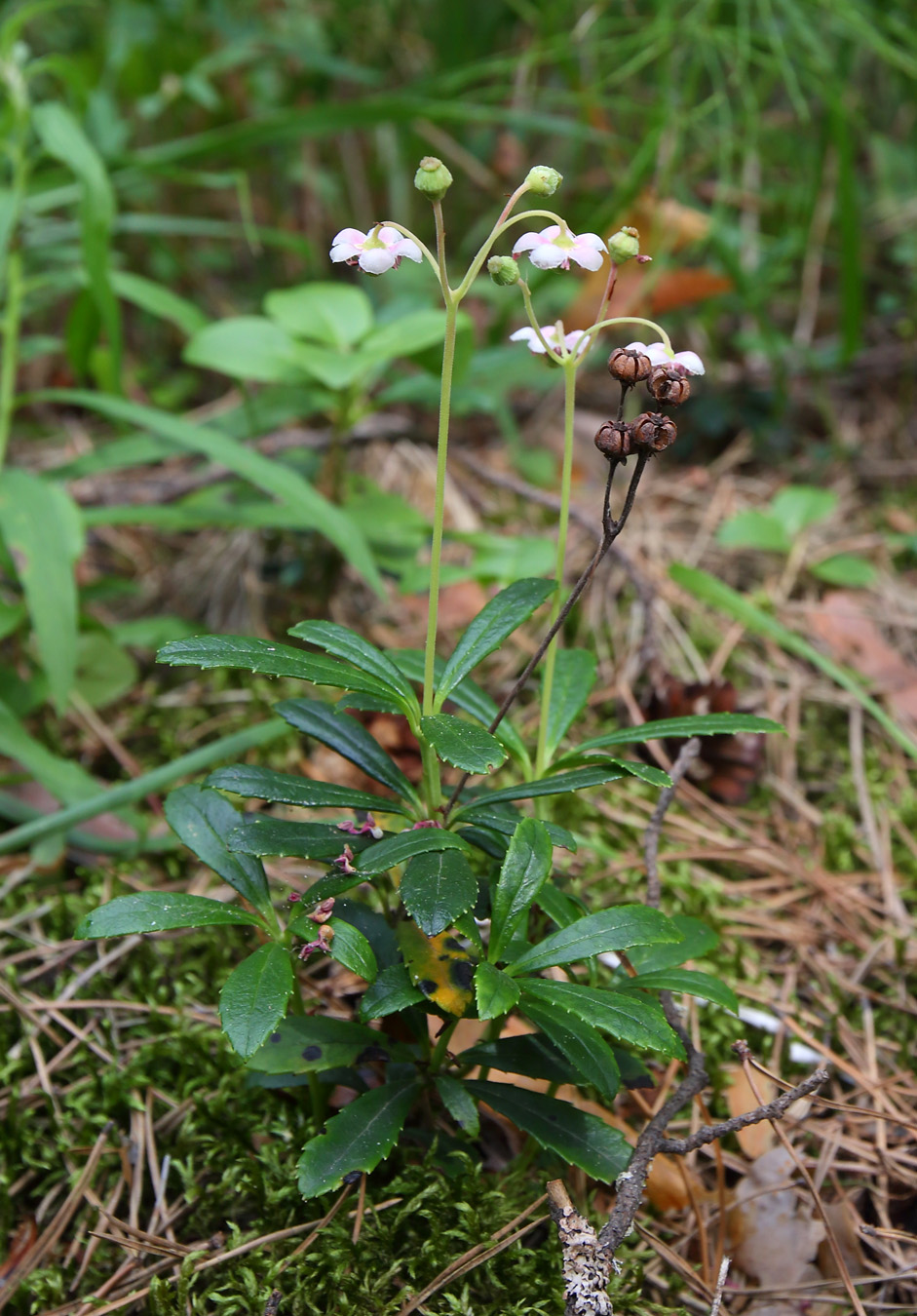 Изображение особи Chimaphila umbellata.