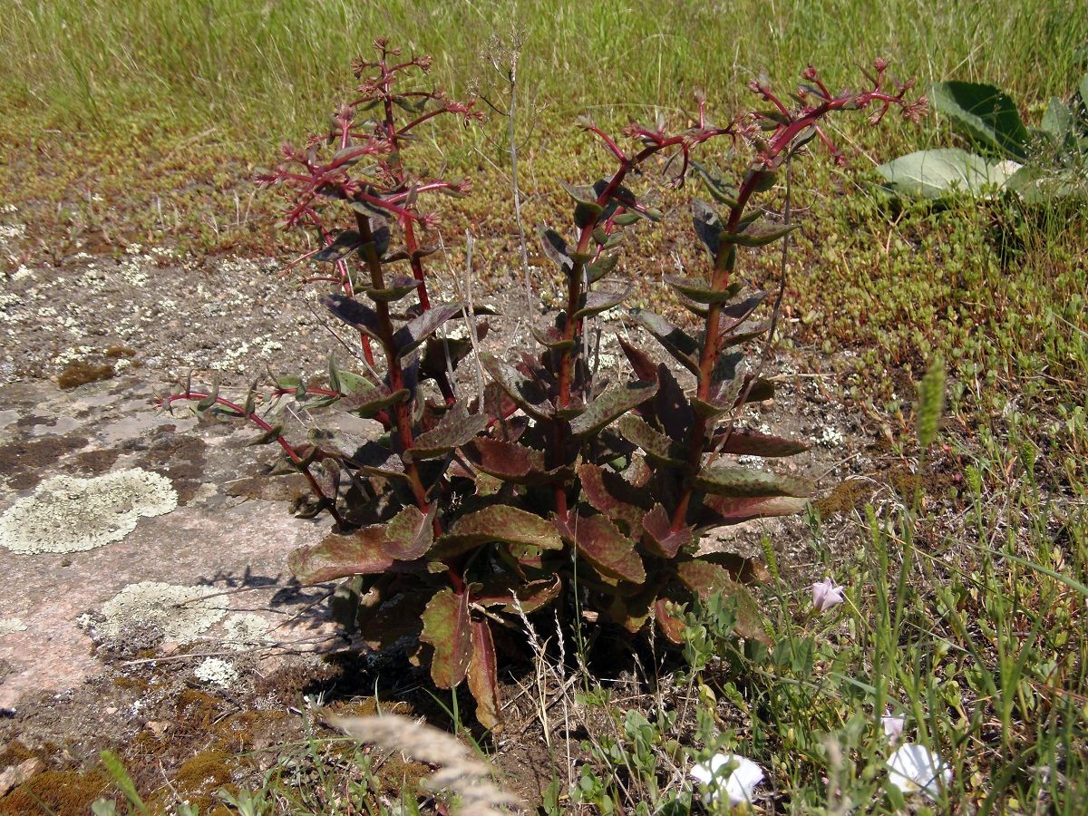 Image of Hylotelephium stepposum specimen.