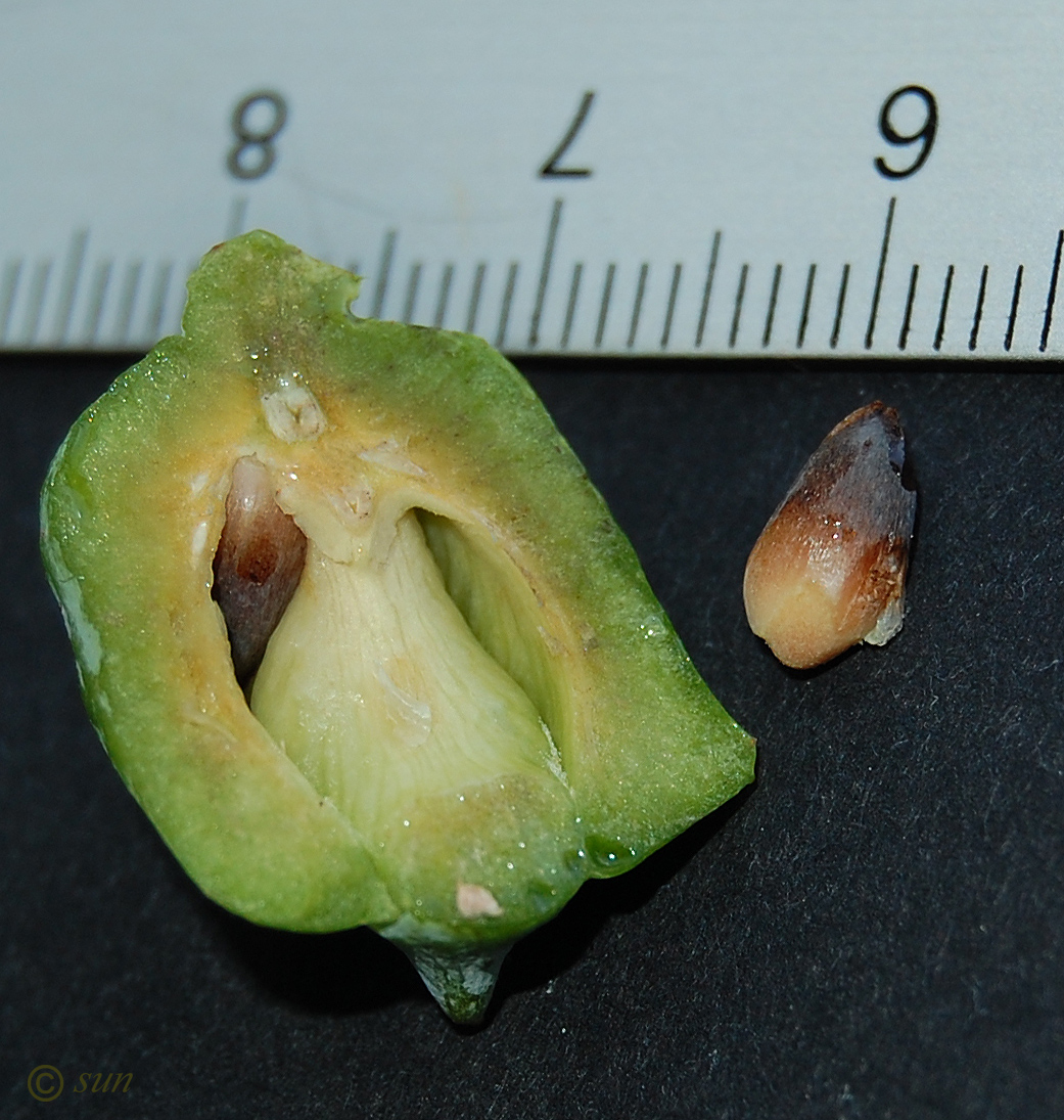 Image of Platycladus orientalis specimen.