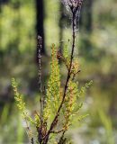 Calluna vulgaris. Верхушка веточки с паутиной. Кировская обл. Верхнекамский р-н, окр. пос. Тупрунка, песчаная осыпь. 25.08.2018.