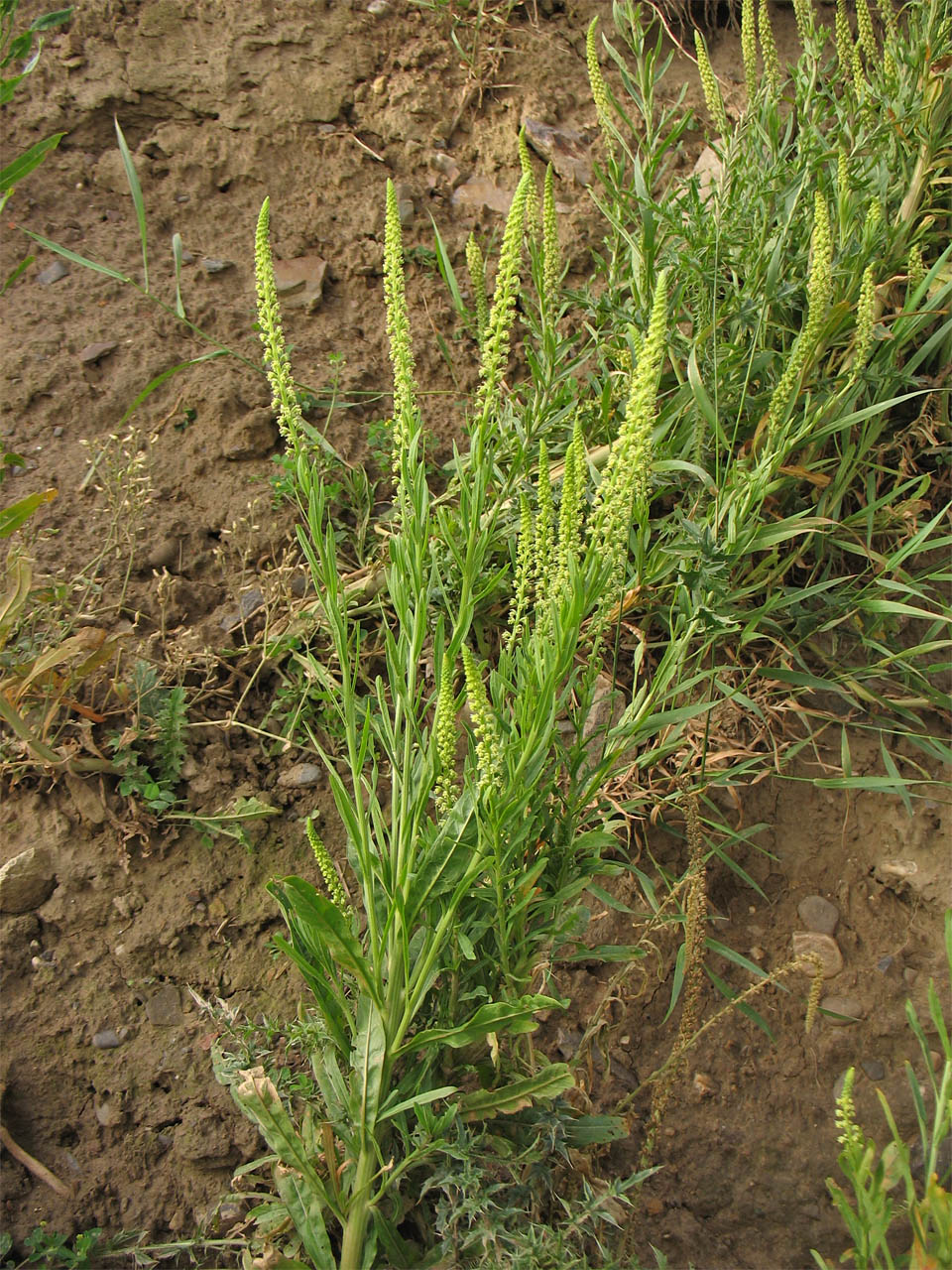 Изображение особи Reseda luteola.