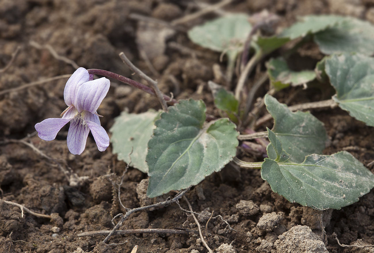 Изображение особи Viola macroceras.