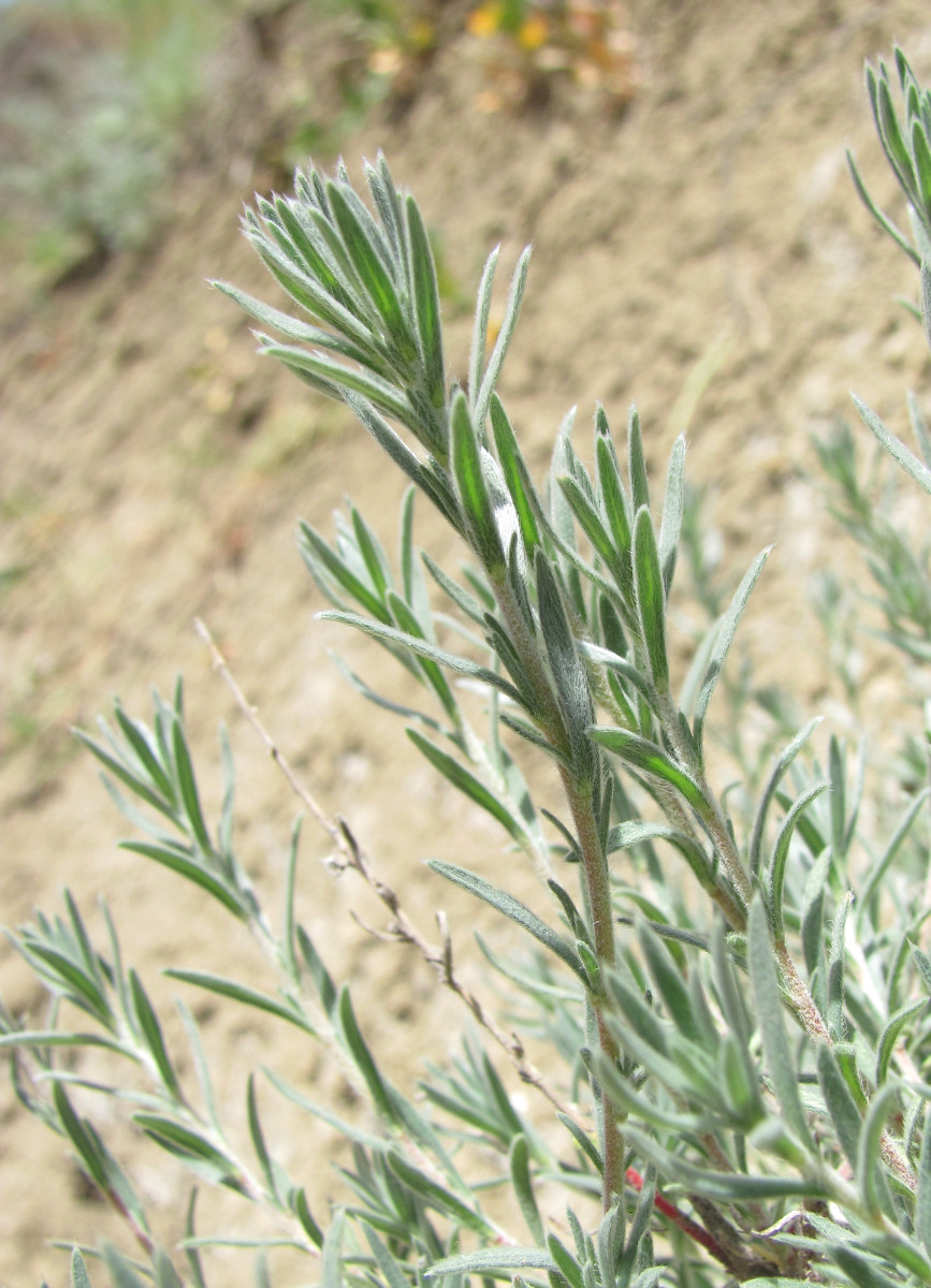 Image of Bassia prostrata specimen.