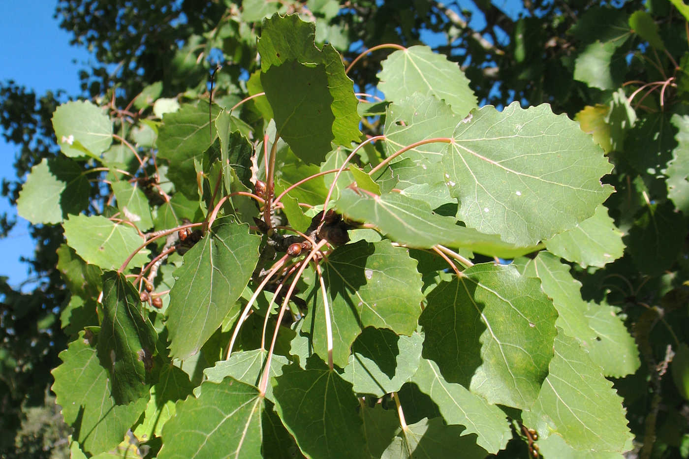 Image of Populus tremula specimen.