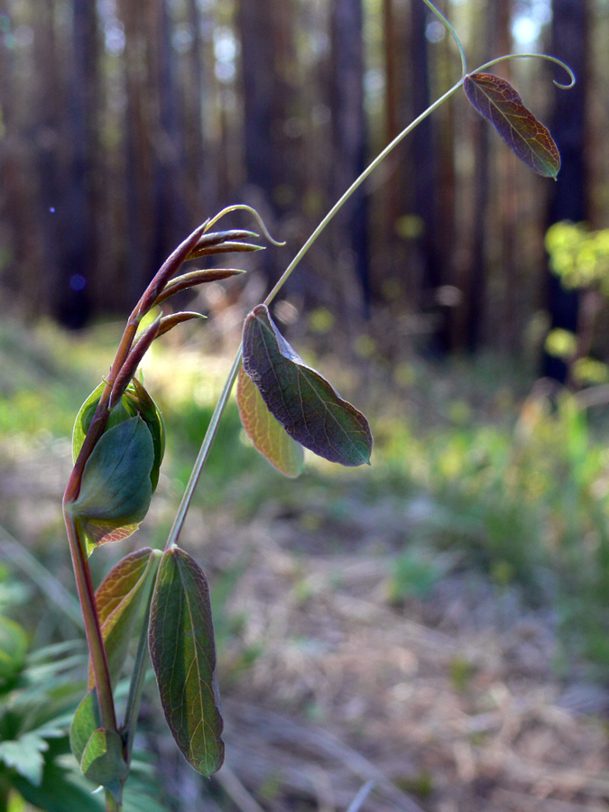 Изображение особи Lathyrus humilis.