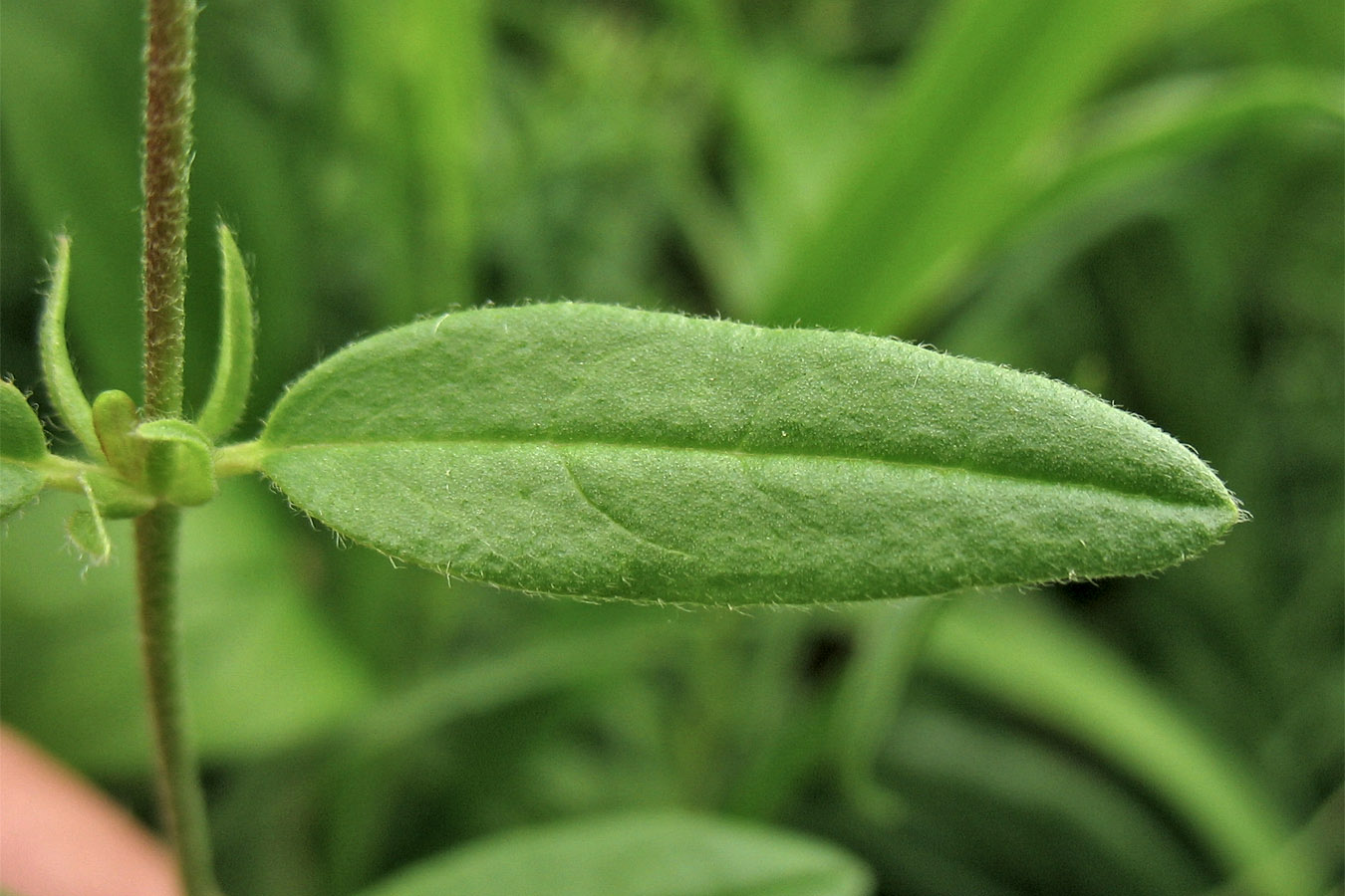 Image of Helianthemum ovatum specimen.