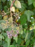 Hedera helix