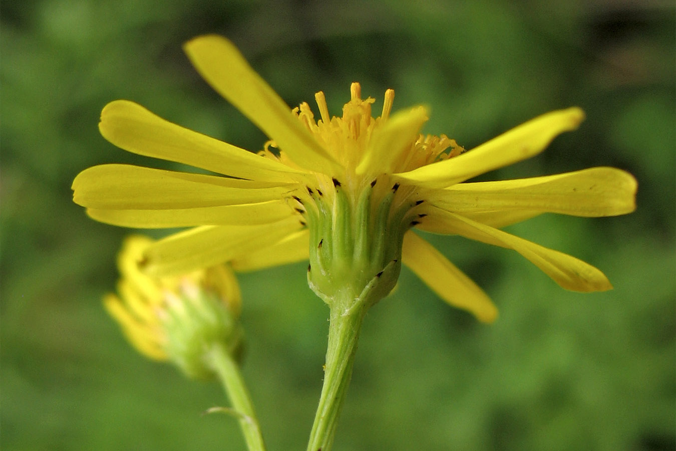 Изображение особи Senecio jacobaea.