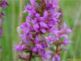 Lythrum salicaria. Часть соцветия. Украина, Ивано-Франковская обл., Болеховский горсовет, Поляницкий региональный ландшафтный парк, сенокосный луг. 17.06.2018.