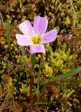 Claytonia acutifolia. Цветущее растение. Чукотка, Билибинский р-н, напротив рудника Каральвеем, замшелый склон сопки. 12.07.2018.