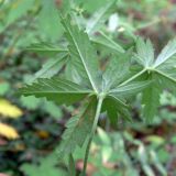 Potentilla erecta. Лист (нижняя сторона). Свердловская обл., г. Екатеринбург, окр. пос. Шабровский, берёзовый лес. 20.08.2018.