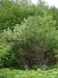 Cydonia oblonga
