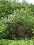 Cydonia oblonga. Цветущее дерево на опушке леса. Северная Осетия, север Осетинской равнины, лесостепь на правом берегу р. Урсдон. 09.05.2010.