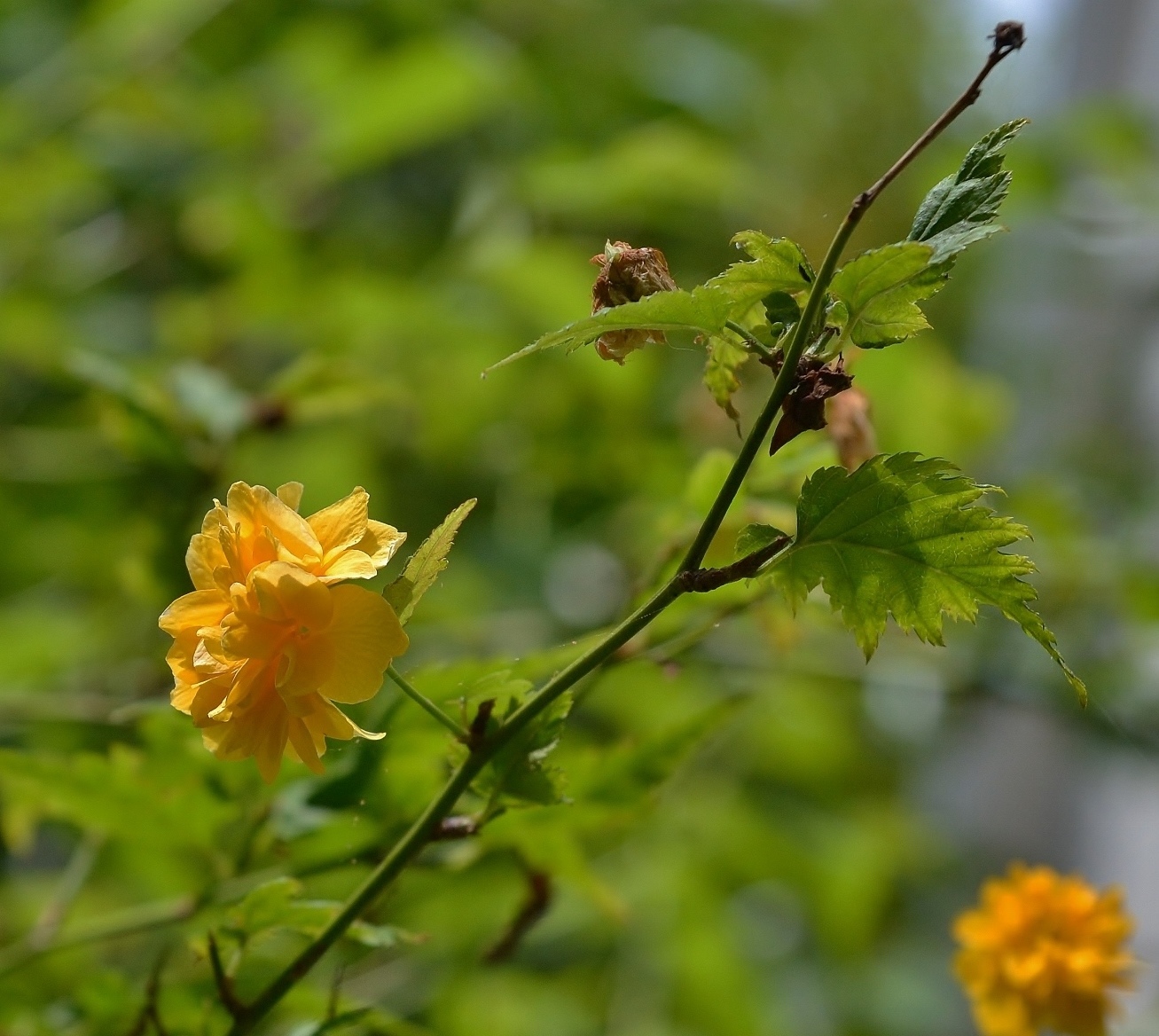 Image of Kerria japonica var. pleniflora specimen.