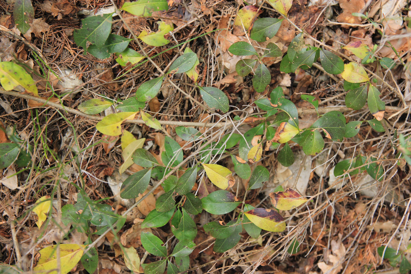 Image of Ligustrum vulgare specimen.