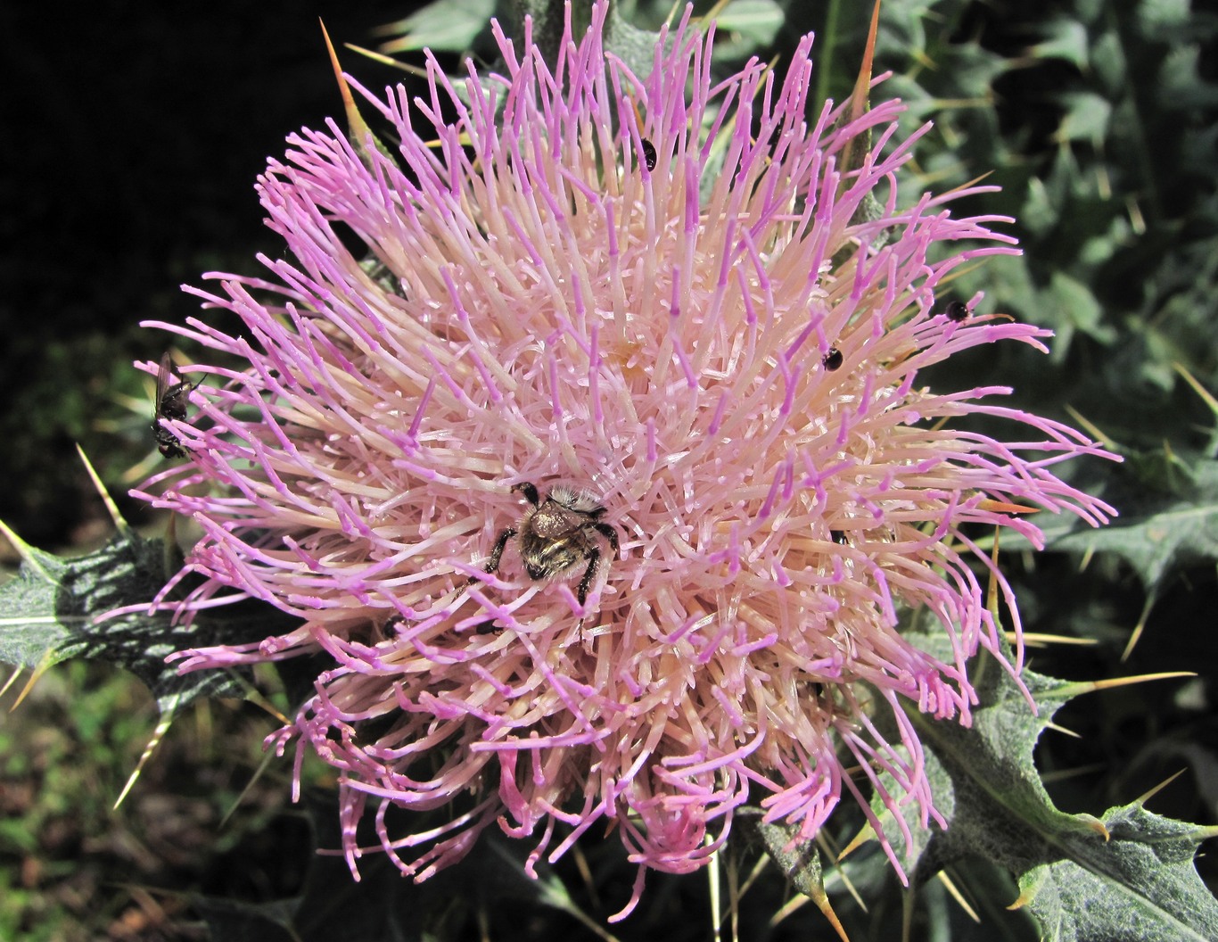 Изображение особи Cirsium cephalotes.