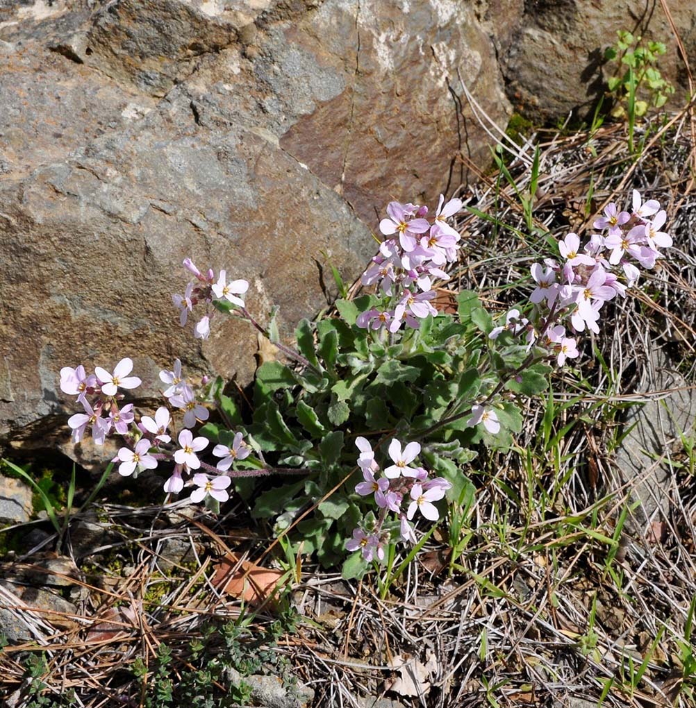 Изображение особи Arabis purpurea.