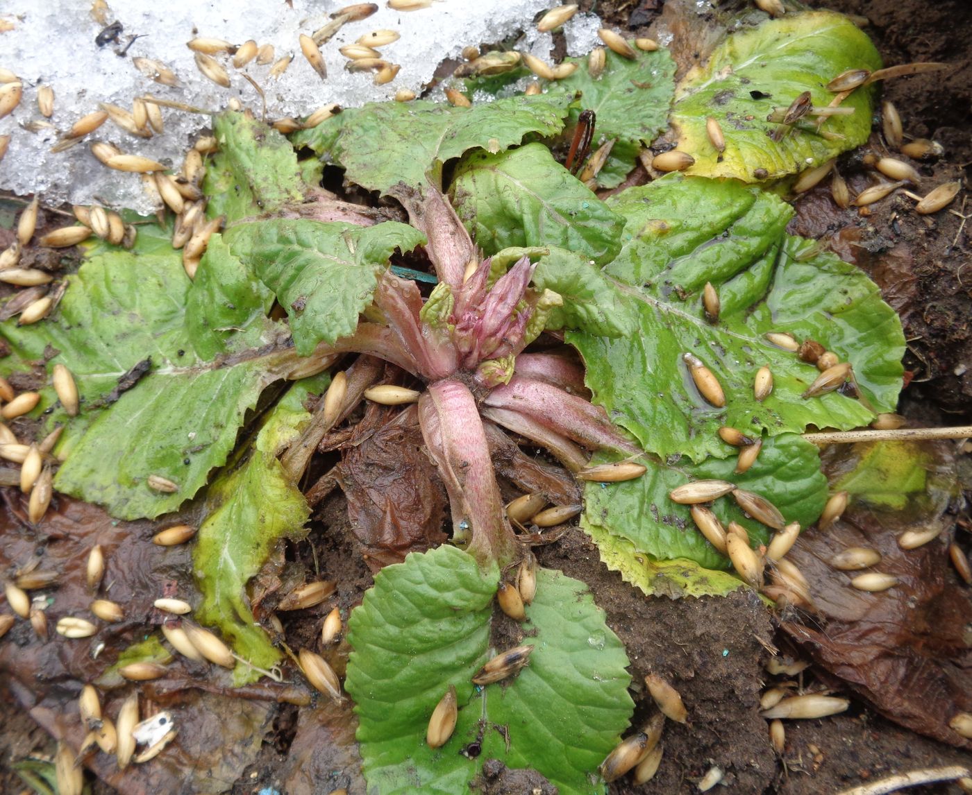 Изображение особи Primula &times; polyantha.