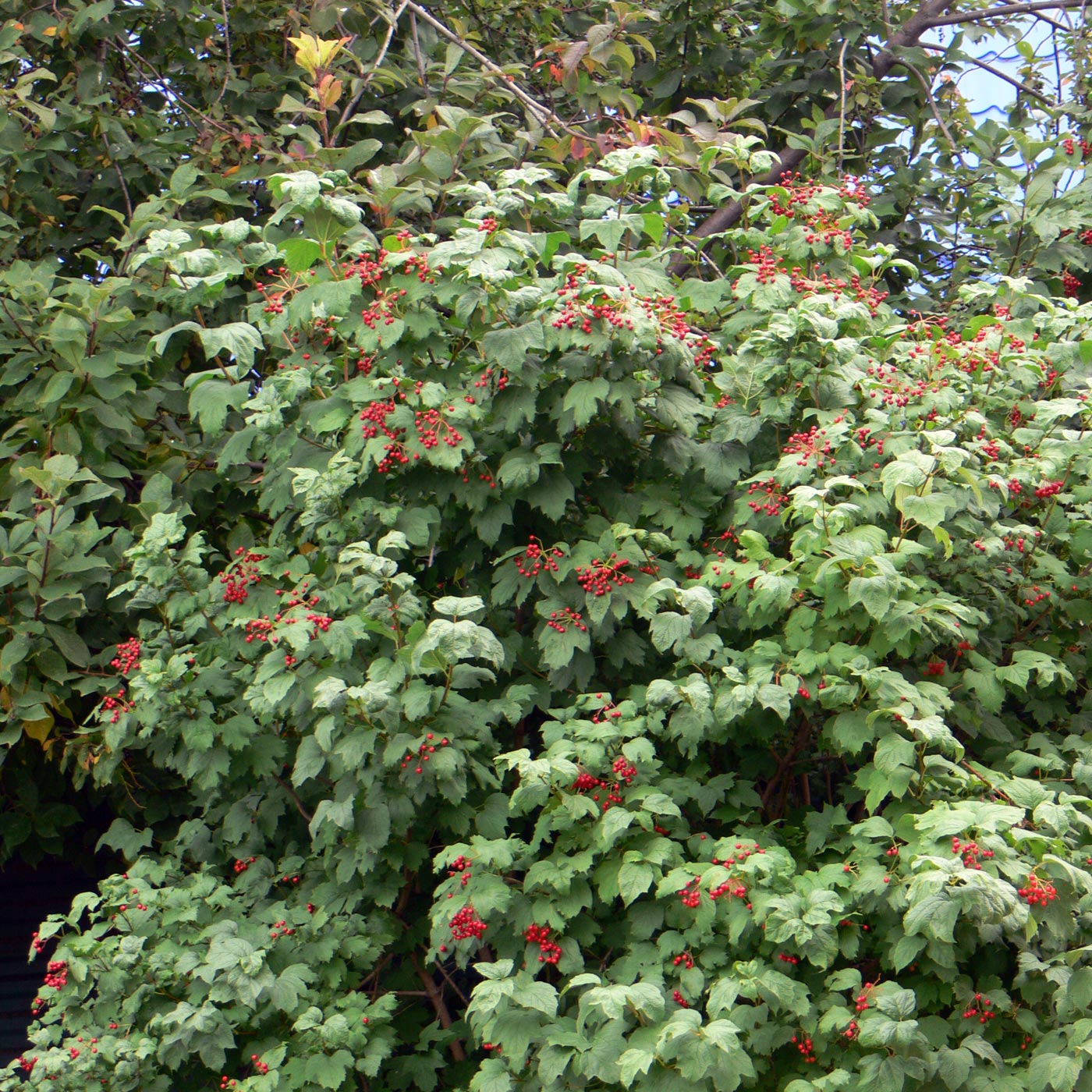 Image of Viburnum opulus specimen.