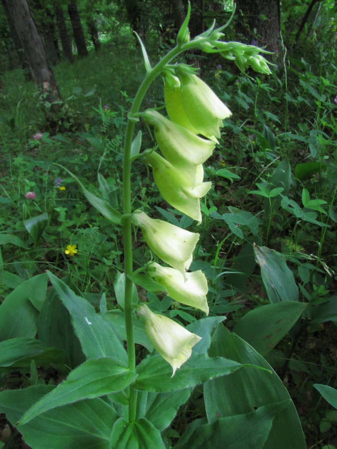 Image of Digitalis grandiflora specimen.