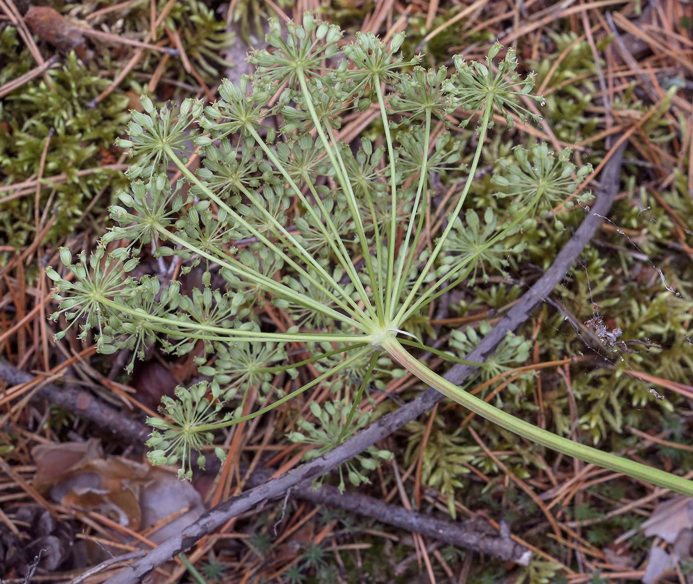 Image of Seseli krylovii specimen.