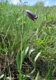 Fritillaria caucasica