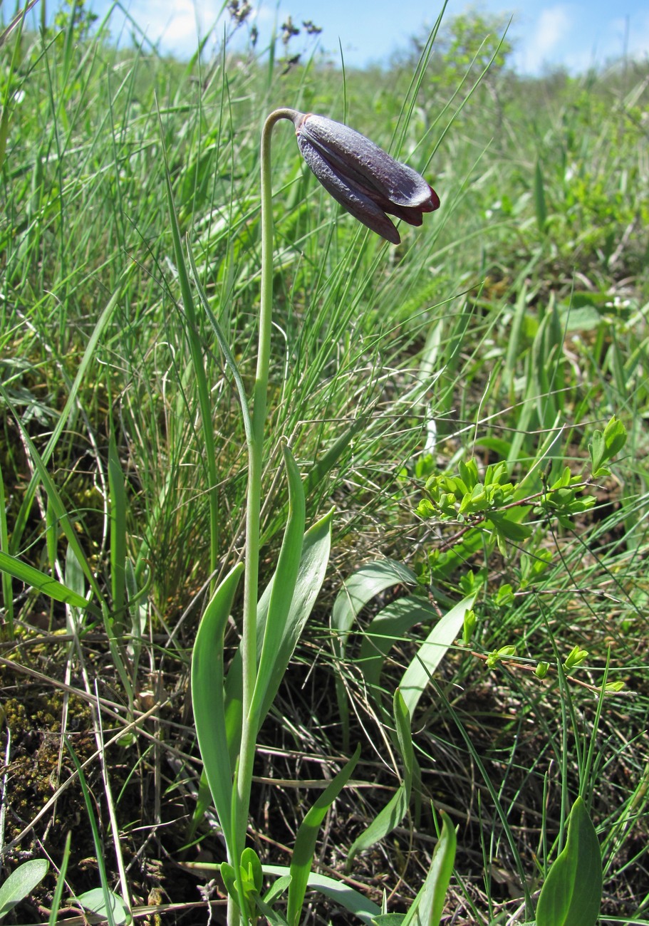 Image of Fritillaria caucasica specimen.