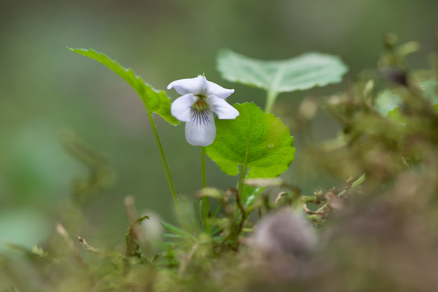 Image of Viola selkirkii specimen.