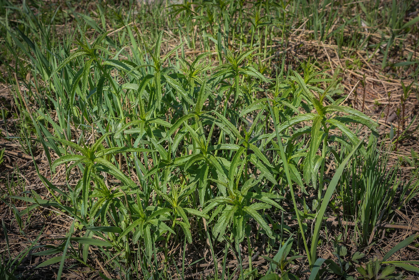 Image of Veronica longifolia specimen.