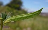 Vicia angustifolia