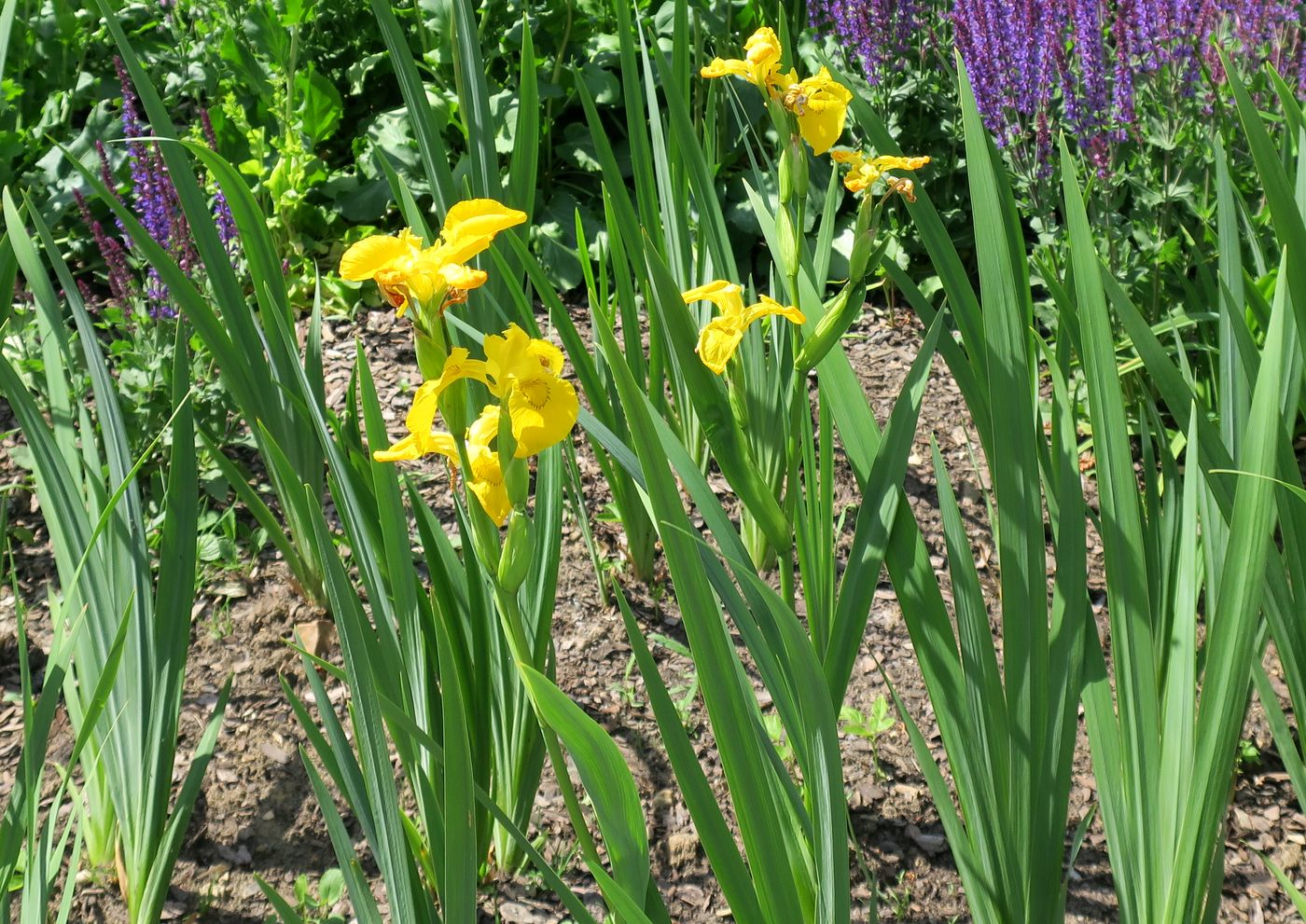 Изображение особи Iris pseudacorus.