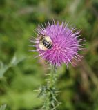 Carduus acanthoides. Соцветие с фуражирующей пчелой. Казахстан, Восточно-Казахстанская обл., правый берег р. Иртыш, луг. 02.09.2013.