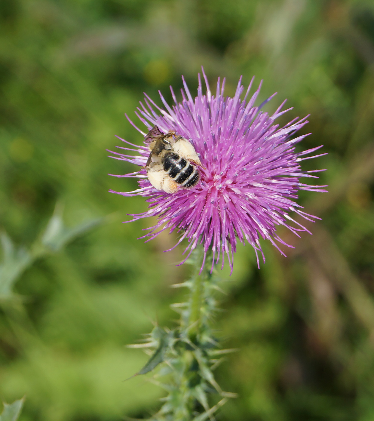 Изображение особи Carduus acanthoides.