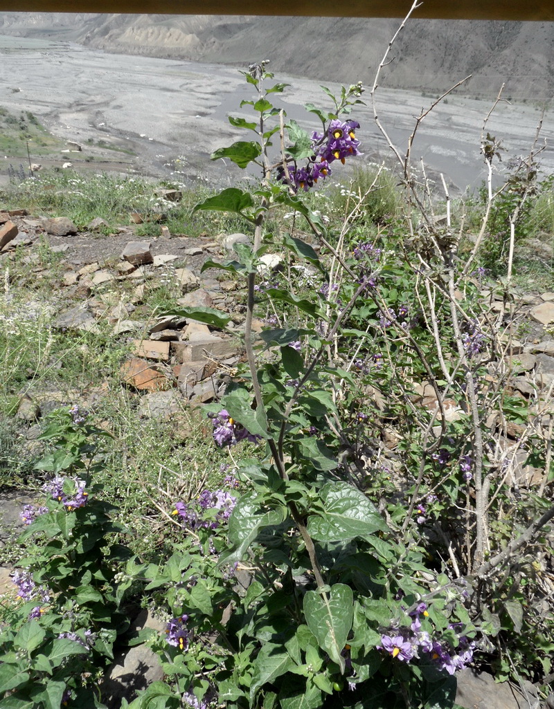 Image of Solanum pseudopersicum specimen.