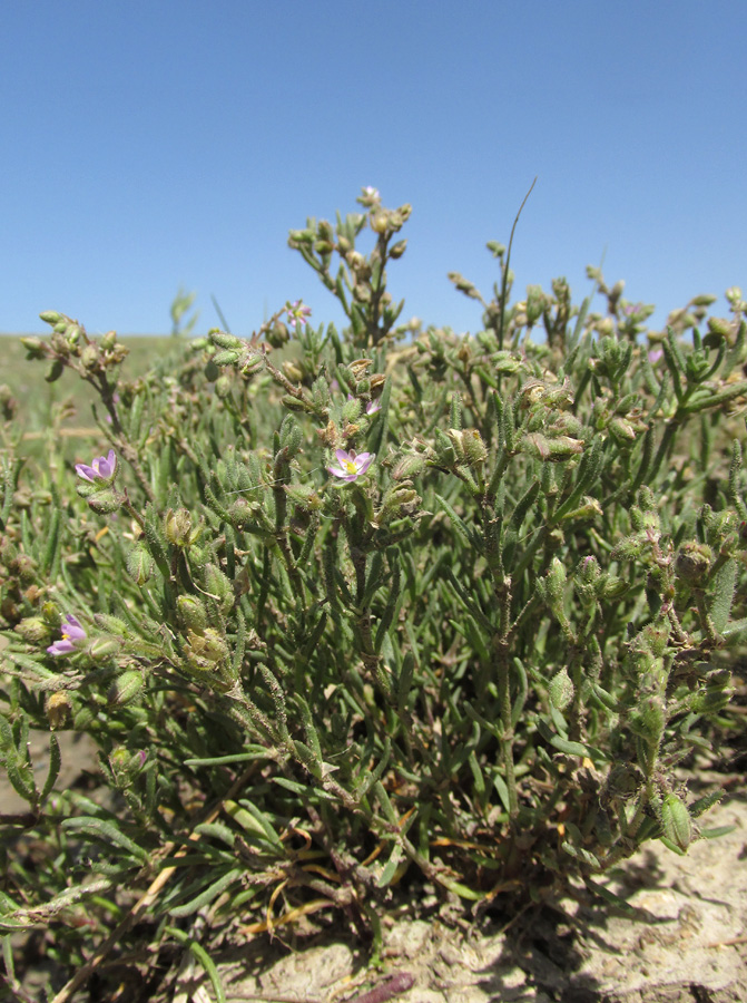 Image of Spergularia marina specimen.